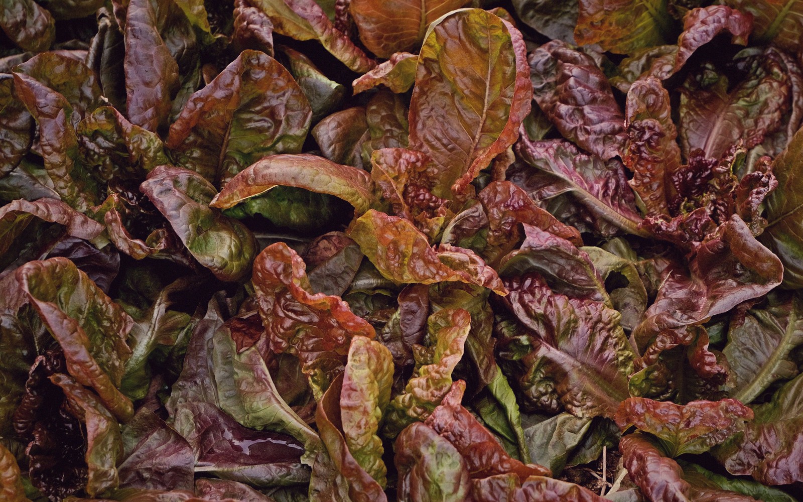 Overlapping red and green radicchio leaves with ruffled, curling edges fill the frame