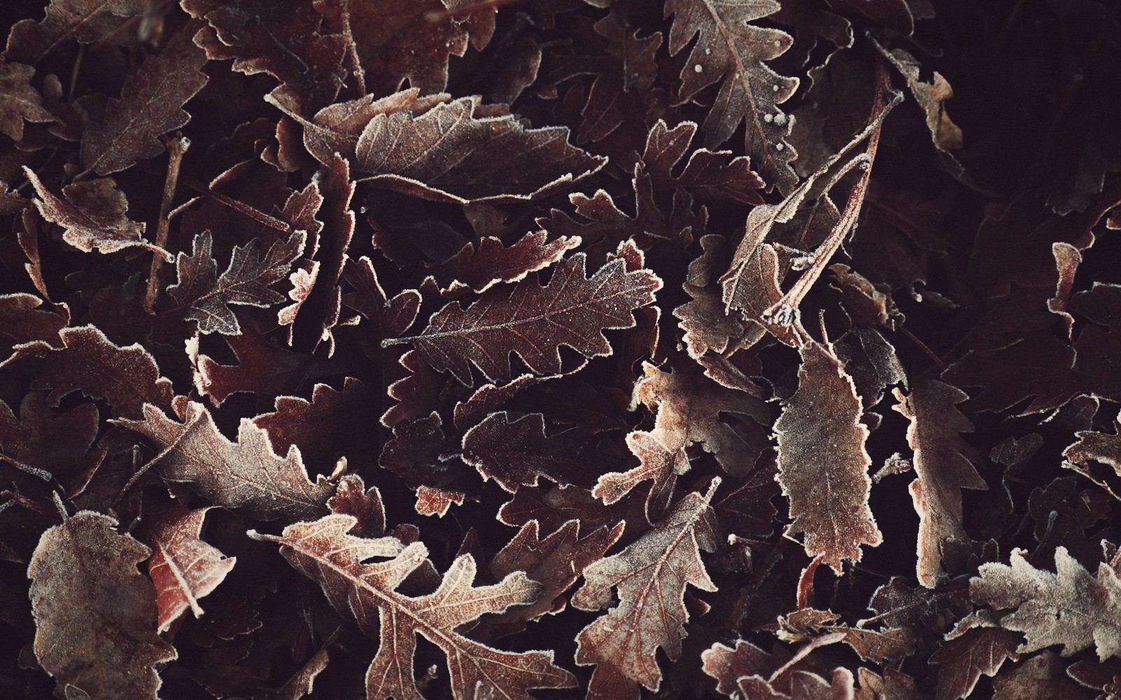Radicchio and dandelion, moody light.