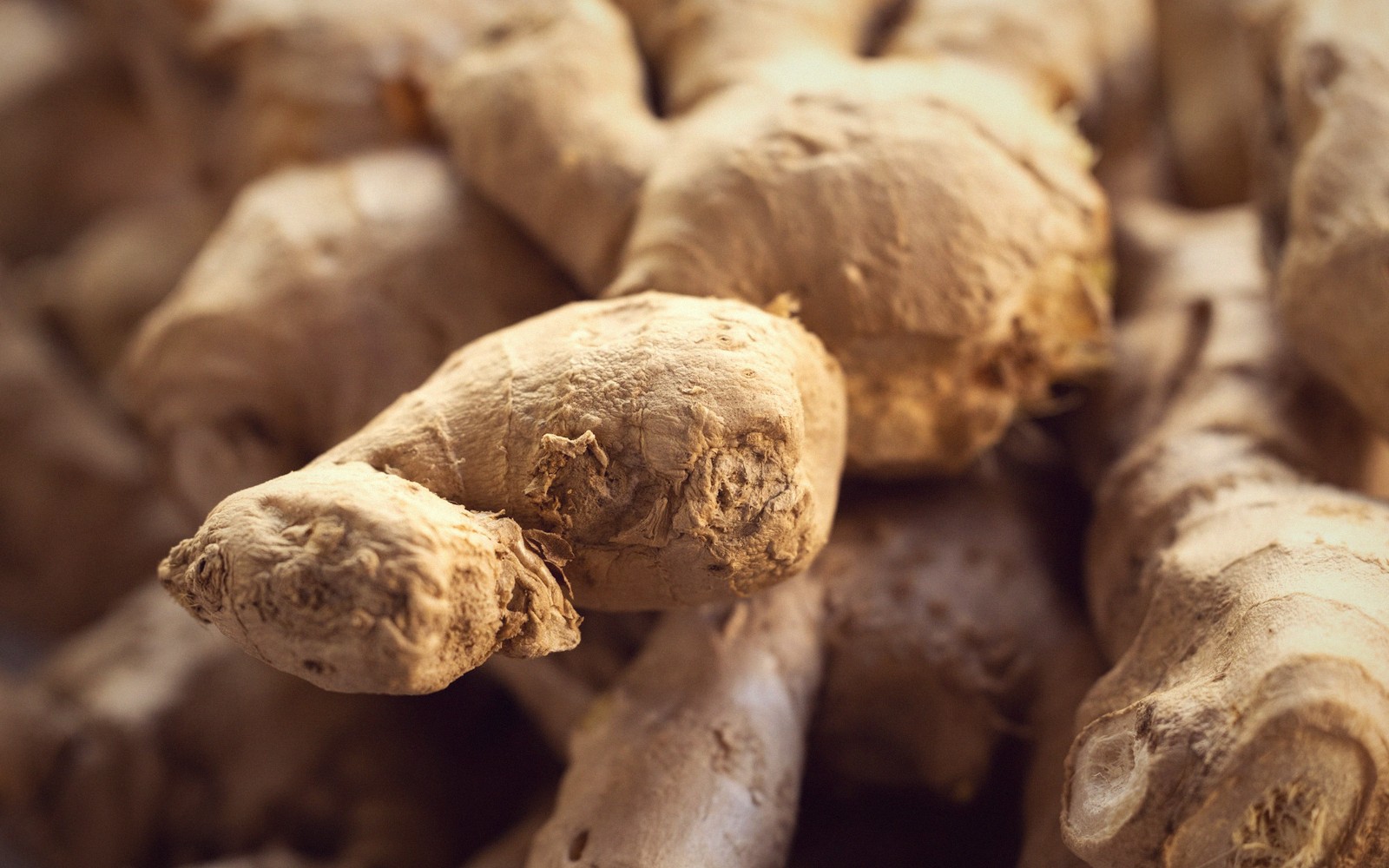Ginger root, cardamom, warm tones.